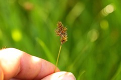 Carex pachystachya