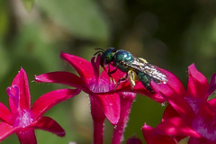 Calloceratina