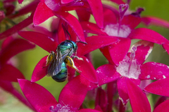 Calloceratina