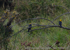 Chrysomus icterocephalus bogotensis