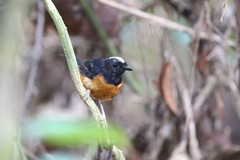 Copsychus stricklandii stricklandii