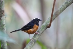 Copsychus stricklandii stricklandii