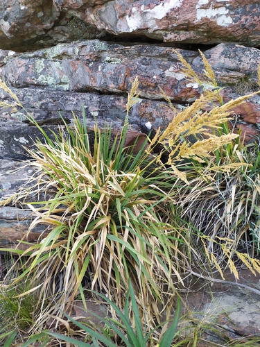 Poa iridifolia
