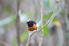 Copsychus stricklandii stricklandii