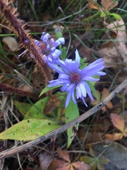 Symphyotrichum novi-belgii