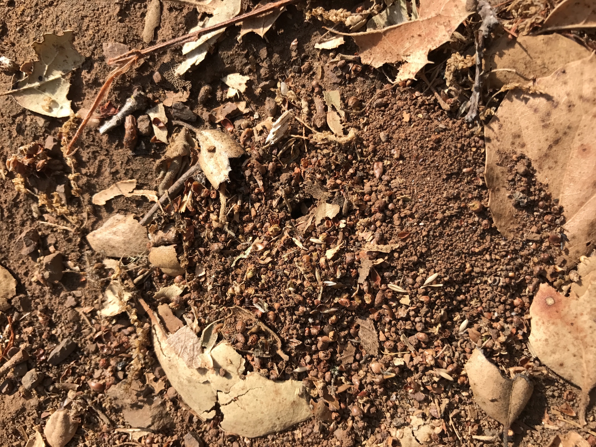 Pheidole californica