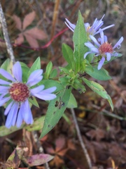 Symphyotrichum novi-belgii