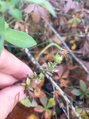 Symphyotrichum novi-belgii