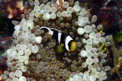 Amphiprion tricinctus