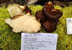 Nigroporus durus