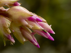 Tillandsia biflora