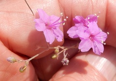 Boerhavia linearifolia