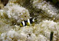 Amphiprion tricinctus