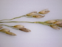 Piptatheropsis pungens