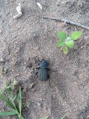 Scotobius pilularius