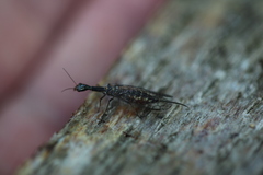 Xanthostigma xanthostigma