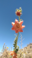 Caiophora chuquitensis