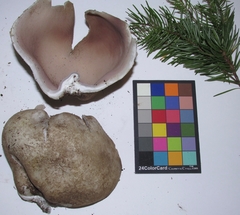 Sarcosphaera coronaria