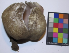 Sarcosphaera coronaria