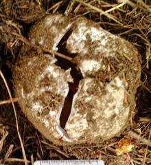 Sarcosphaera coronaria