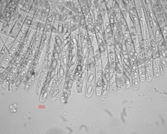 Sarcosphaera coronaria