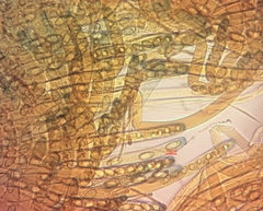 Sarcosphaera coronaria