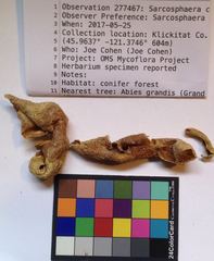 Sarcosphaera coronaria