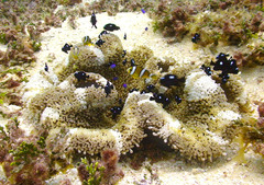Amphiprion tricinctus