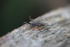 Xanthostigma xanthostigma