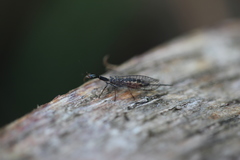 Xanthostigma xanthostigma