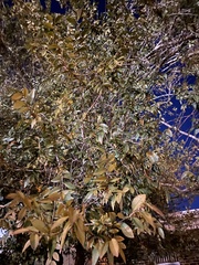 Forestiera segregata