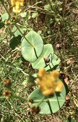 Hypericum connatum