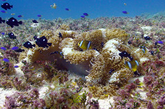 Amphiprion tricinctus