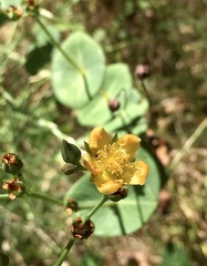 Hypericum connatum