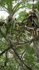 Tillandsia fendleri