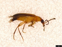 Euomma lateralis