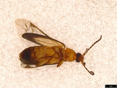 Euomma lateralis