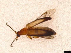 Euomma lateralis