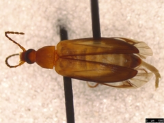 Euomma lateralis