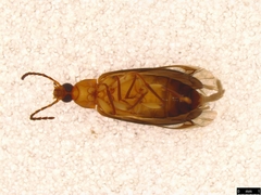 Euomma lateralis