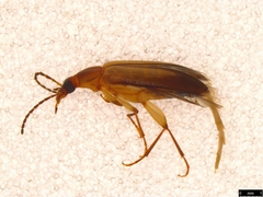 Euomma lateralis