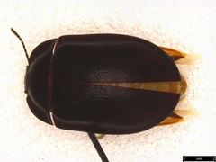 Pterohelaeus striatopunctatus