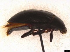 Pterohelaeus striatopunctatus