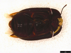 Pterohelaeus striatopunctatus