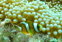 Amphiprion tricinctus