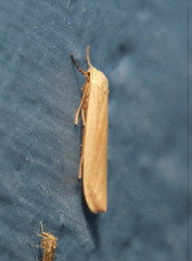 Crambidia xanthocorpa