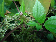 Pilea fontana