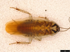 Johnrehnia solida