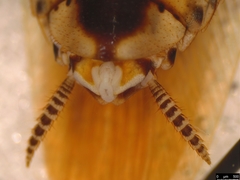 Johnrehnia solida