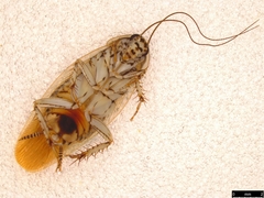 Johnrehnia solida